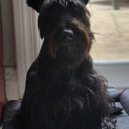 Scottish Terriers from Scottie Terrier