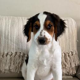 Crumpet - Black and white male Bernedoodle puppy in Gilbert, Arizona from The Berne Barn... it’s a Doodle thing!
