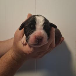 Hazel - Brown and white female Saint Bernard puppy in Kinsman, Ohio from Coleman Saint Bernards of Ohio
