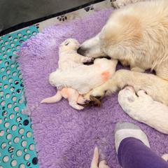 Boy 1 - White male Maremma Sheepdog puppy in Kings County, California from Prancing Pony Farm Maremma Sheepdogs