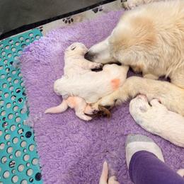 Boy 1 - White male Maremma Sheepdog puppy in Kings County, California from Prancing Pony Farm Maremma Sheepdogs