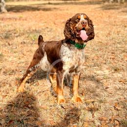 Kenna - English Springer Spaniel