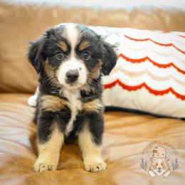 Yankee Doodle - Black tri male Miniature Australian Shepherd puppy in Buena Vista, Colorado from Wigglebutts Unlimited