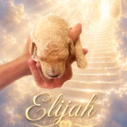 Elijah - Cream male Poodle puppy in Washington, Pennsylvania from Patriotic Poodles