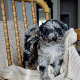 Gustav (Klimt) - Blue merle male Aussiedoodle puppy in Davie, Florida from Miami Mini Doodles