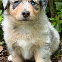 Hoss - Blue merle male Australian Shepherd puppy in Irmo, South Carolina from Triple S Farms