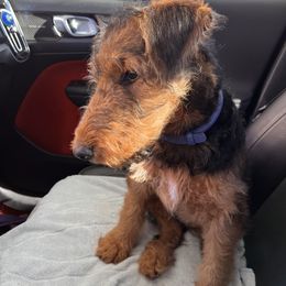 Airedale Terrier Puppies from Zinful Airedales