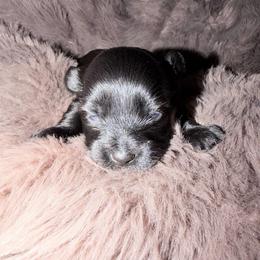 Boy1 - Black and gold male Yorkshire Terrier puppy in Richland County, South Carolina from Nesha's Pawrific Tails