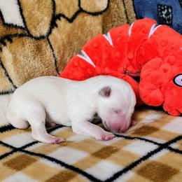 Red Boy - White male German Shepherd puppy in Cecilia, Kentucky from Paws Inn Kennel