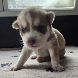 Jamison - Red and white male Siberian Husky puppy in Wheeling, West Virginia from Wild and Wonderful Siberian Huskies