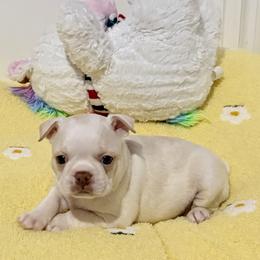 Red nosed cream female - Lilac female Boston Terrier puppy in Rosston, Arkansas from Green Acre Boston Terriers