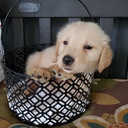 Golden Retrievers from Partners with Assistance Dogs