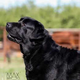 Bullet - Labrador Retriever