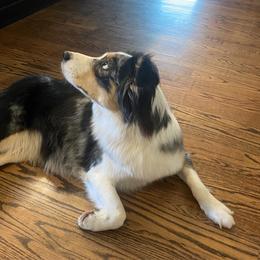 Lottie - Miniature Australian Shepherd