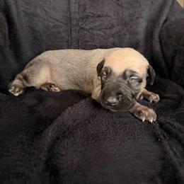 Treasure - Wheaten male Irish Wolfhound puppy in Uintah County, Utah from Bingo's Wolfhounds, Lollipop Pomskies