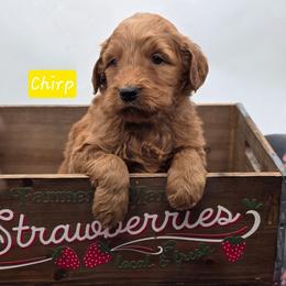 Chirp - Red  female Goldendoodle puppy in Neillsville, Wisconsin from Granton Creek
