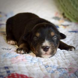 Diana - Black tri female Miniature Australian Shepherd puppy in Evant, Texas from Lazy VT Bar Ranch