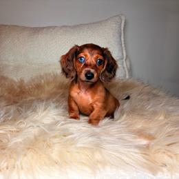 Archie - Dapple male Dachshund puppy in Washburn, Tennessee from Clinch Mountain Dachshunds