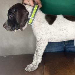 German Shorthaired Pointer Puppies from MCP Kennels