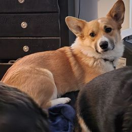 Pembroke Welsh Corgi All Grown Up from Pembroken Arrow Welsh Corgis
