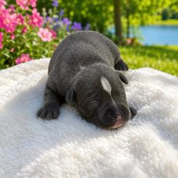 Male 2 - Blue male Staffordshire Bull Terrier puppy in Lakeland, Florida from Blueline Staffords