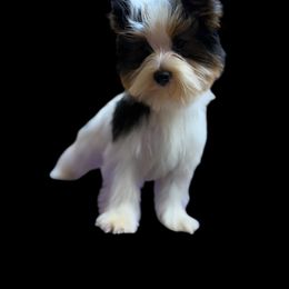 Willow - Black tan and white male Biewer Terrier puppy in Louisiana from Maddylane Biewer Terriers
