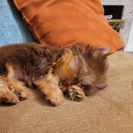 Yorkshire Terrier Puppies from Brat Babies