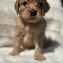 Montana - Red  male Goldendoodle puppy in Cleveland, Georgia from The O.G. Doodles