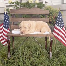 Betsy - Cream female Goldendoodle puppy in Nashville, Tennessee from Hilton Doodles