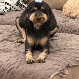 Nutella - Bernedoodle