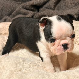 Boy 1 - Black and white male Boston Terrier puppy in West Liberty, Kentucky from 3B Kennels