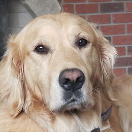Olive - Golden Retriever
