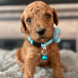 Celine - Red female Bernedoodle puppy in San Antonio, Texas from Pyper Bernedoodles SATX