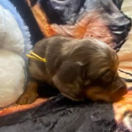 Chip - Dapple male Dachshund puppy in Elizabethtown, Kentucky from Teeny Tiny Puppy Tails
