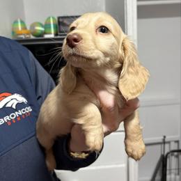 Butterfinger - Cream female Dachshund puppy in Sterling, Colorado from Country Chics Doxies