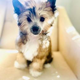 Ritz - Sable male Chinese Crested puppy in Dublin, California from Show Style Chinese Cresteds