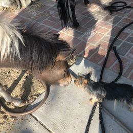 Yorkshire Terrier Puppies from Happy Little Yorkies