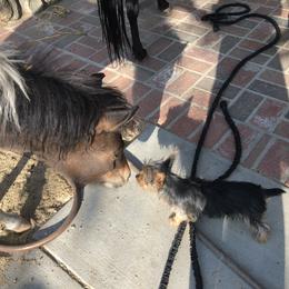 Yorkshire Terrier Puppies from Happy Little Yorkies