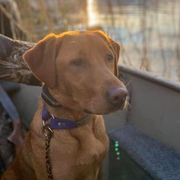 Labrador Retrievers from DK Labradors