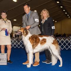 Barolo - Borzoi