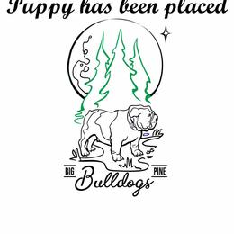 Girl 4 - Red and white female Bulldog puppy in Salina, Kansas from Big Pine Bulldogs