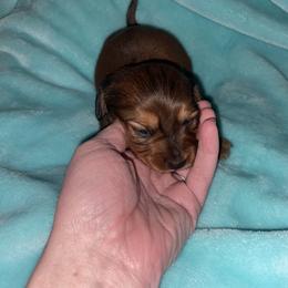 Bear - Sable male Dachshund puppy in Webbers Falls, Oklahoma from Dirty Creek Dachshunds and Corgis