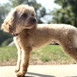 Haven - Cavapoo