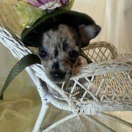Rosetta - Merle female Chihuahua puppy in Polo, Missouri from Blue Tails Farm