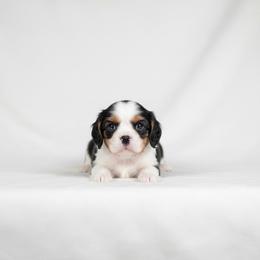Henry - Tri-color male Cavalier King Charles Spaniel puppy in Pittsfield, Massachusetts from Lenore's Cavalier King Charles Spaniels and Afghan Hounds