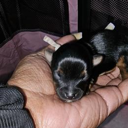 Blossom - Black and tan female Yorkshire Terrier puppy in Atlanta, Georgia from Royal Beauties Yorkies of Atlanta