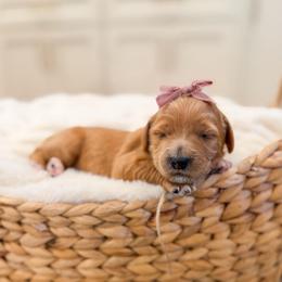 Faith - Red  female Goldendoodle puppy in Sulphur, Louisiana from Curly Q’s Of Carlyss
