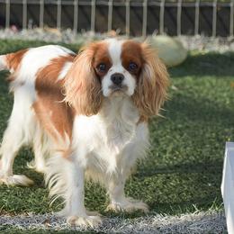 Margie - Cavalier King Charles Spaniel