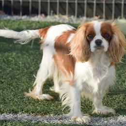 Margie - Cavalier King Charles Spaniel