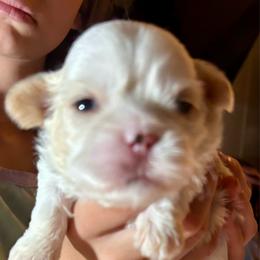 CKC Benny - White male Shih Tzu puppy in Skipperville, Alabama from Nay Nay’s Babies